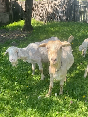 capre de vanzare cu doi iezi!