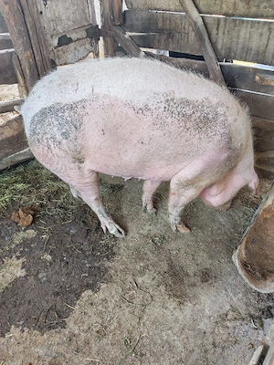 Scroafe de vanzare - imagine 4