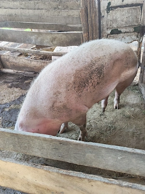 Scroafe de vanzare - imagine 5