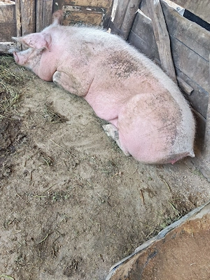 Scroafe de vanzare - imagine 3