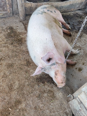 Scroafe de vanzare - imagine 2