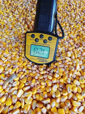 Vand porumb boabe in toata tara!