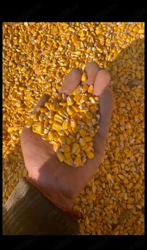 Livram porumb boabe în toată tara 1 leu kg! - imagine 2