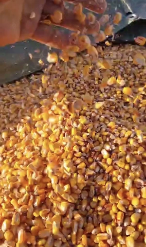 Livram porumb boabe în toată tara 1 leu kg!