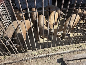 Purcei duroc de 7 saptamani