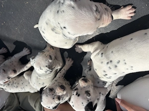 Eleganța in alb și negru, pui de Dalmatian disponibili - imagine 3