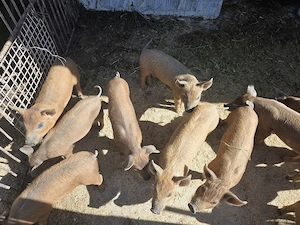 Purcei duroc de 9 saptamani - imagine 3