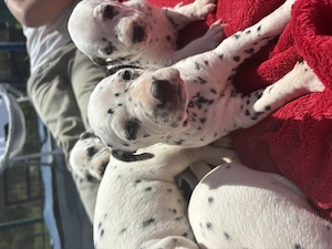 Eleganța in alb și negru, pui de Dalmatian disponibili - imagine 2