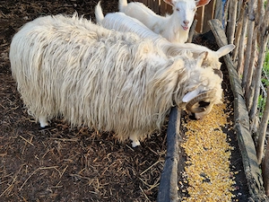 Carlan,Berbec de vanzare - imagine 5