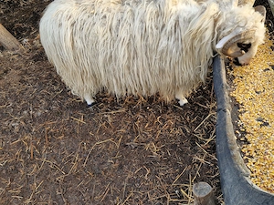 Carlan,Berbec de vanzare - imagine 4