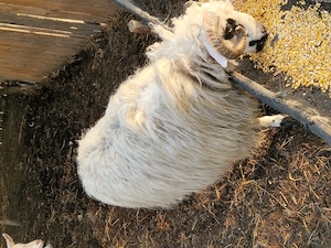 Carlan,Berbec de vanzare