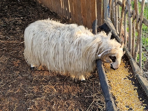 Carlan,Berbec de vanzare - imagine 3