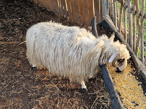 Carlan,Berbec de vanzare - imagine 2