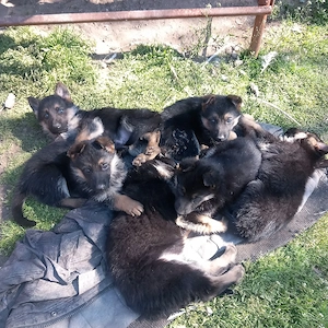 catei  ,ciobanesc german - imagine 2