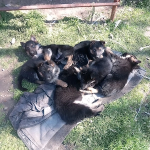 catei  ,ciobanesc german