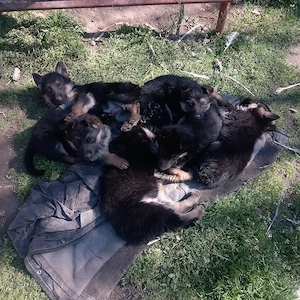 catei  ,ciobanesc german - imagine 3