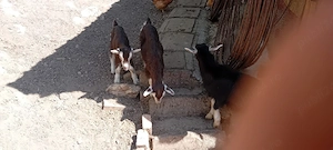 iezi rasa toggenburg 