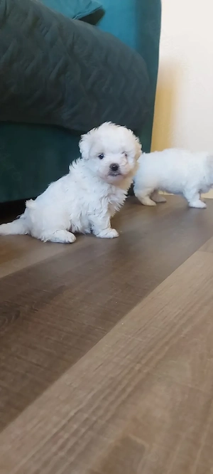 Catei bichon talie mica - imagine 4