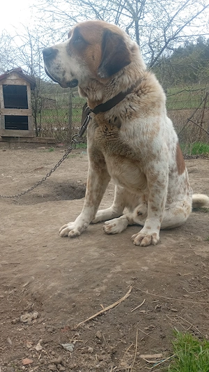 Caine de 2 ani special pentru paza