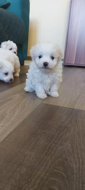 Catei bichon talie mica - imagine 3