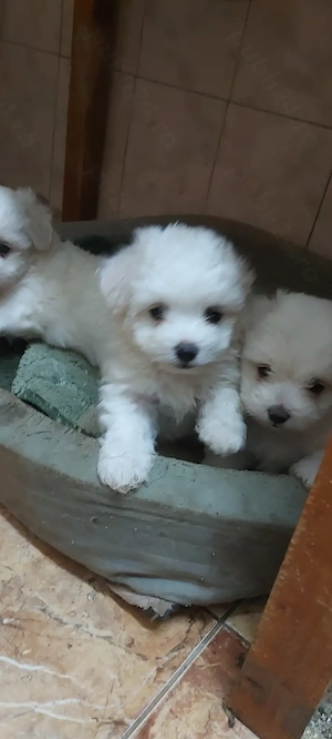 Catei bichon talie mica - imagine 2