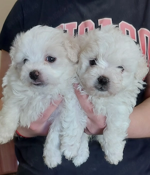 Bichon maltese de vânzare  - imagine 3