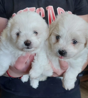Bichon maltese de vânzare  - imagine 4