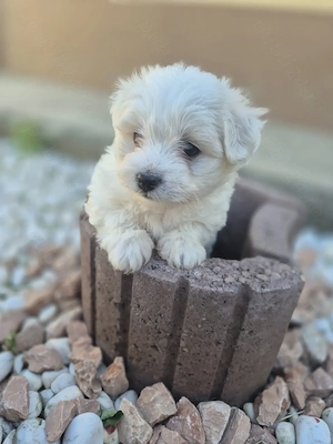 Bichon maltese de vânzare  - imagine 2