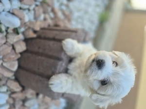 Bichon maltese de vânzare 