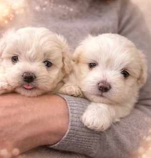 Bichon maltez de vânzare 
