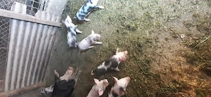 Vând sau schimb o scroafă cu 7 purcei și 3 șoldani  la 35 kg - imagine 2