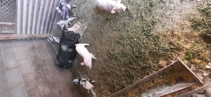 Vând sau schimb o scroafă cu 7 purcei și 3 șoldani  la 35 kg