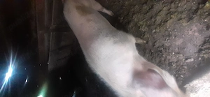 Vând sau schimb o scroafă cu 7 purcei și 3 șoldani  la 35 kg - imagine 4