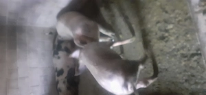 Vând sau schimb o scroafă cu 7 purcei și 3 șoldani  la 35 kg