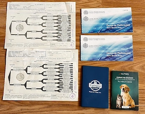 Golden Retriever cu pedigree, 9 luni   exemplare superbe, disponibili imediat - imagine 2