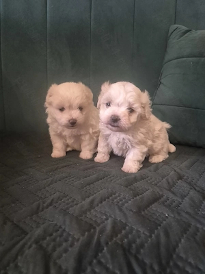 Bichon maltez de vânzare  - imagine 2