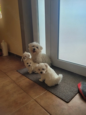 Bichon maltez de vânzare 