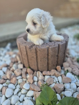 Bichon maltez de vânzare  - imagine 4