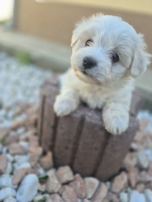 Bichon maltez de vânzare  - imagine 4