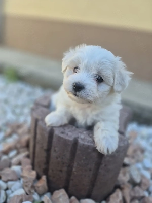 Bichon maltez de vânzare  - imagine 3