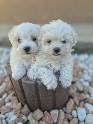 Bichon maltez de vânzare  - imagine 2