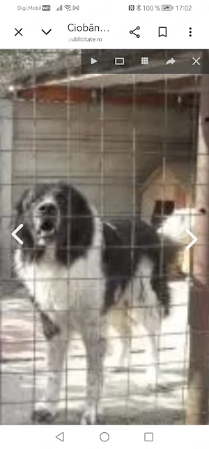 Ciobănesc de Bucovina de stână