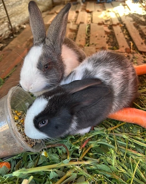 iepurasi iepuri de vanzare  - imagine 3