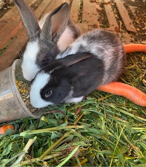 iepurasi iepuri de vanzare  - imagine 2