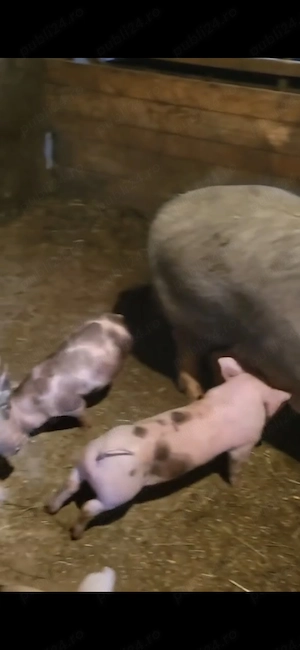 Vand purcei - vârsta 8 săptămâni  - imagine 4