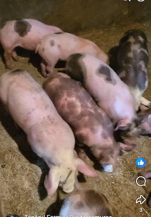 Vand purcei - vârsta 8 săptămâni  - imagine 2