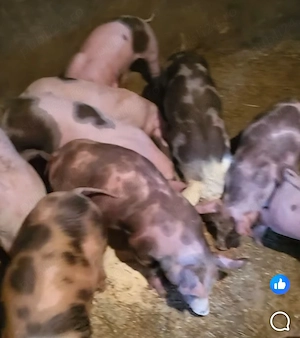 Vand purcei - vârsta 8 săptămâni  - imagine 3