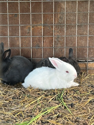 iepurasi  iepuri de vanzare  - imagine 2