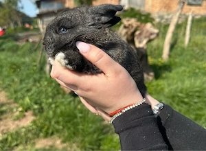 iepurasi  iepuri de vanzare  - imagine 3