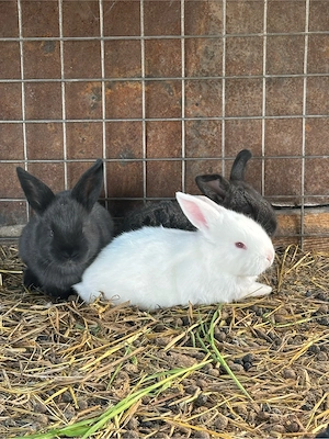 iepurasi  iepuri de vanzare 